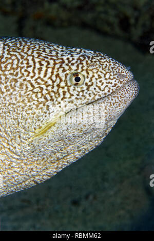 La fièvre jaune Gymnothorax nudivomer - MORAY Banque D'Images