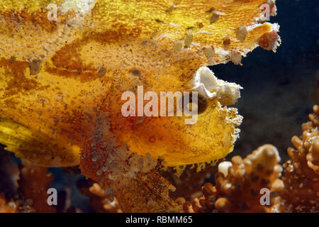 Taenianotus triacanthus - poisson feuille Banque D'Images