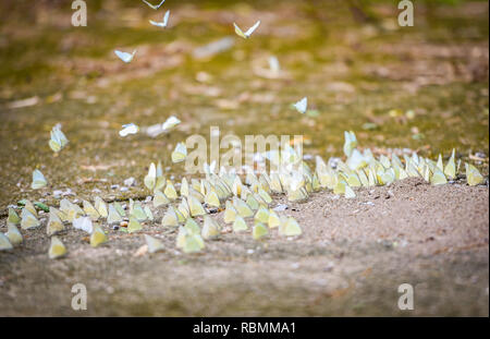 Groupe de papillon sur sol / La politique de nombreux papillon jaune sur la masse de sable et papillon volant dans la nature été tropical jour Banque D'Images