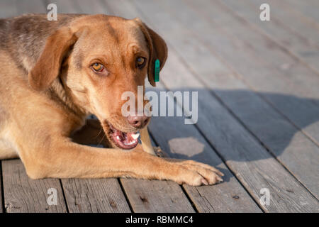 Brown chien manger os dans un trottoir Banque D'Images