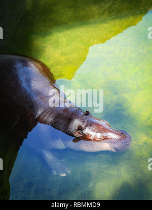 Hippo flottant dans l'eau / bébé hippopotame flottant sur l'eau dans hippone farm Banque D'Images