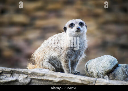 Meerkat assis sur les maisons en bois rond à autour. Banque D'Images