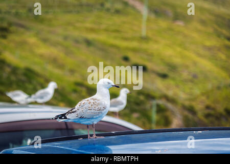 Mouette debout sur un toit de voiture au point d'Harington, Nouvelle-Zélande Banque D'Images