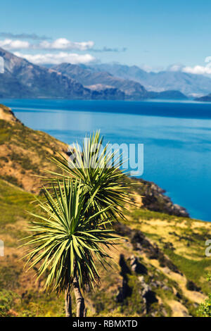 Le lac Hawea arbre près de chou et de belles montagnes de l'île du Sud, Nouvelle-Zélande Banque D'Images