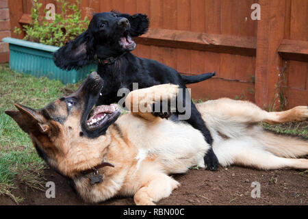 Berger Allemand et Cocker Anglais jouant Banque D'Images