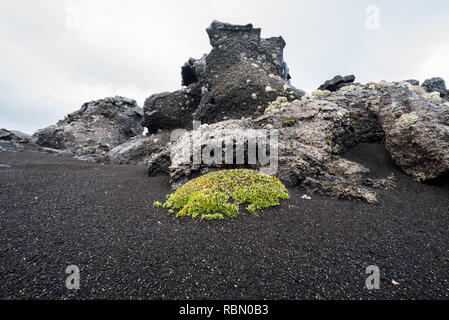 Le buisson vert lumineux et solitaire du saule arctique entre la terre de lave dans les hautes terres de l'Islande Banque D'Images