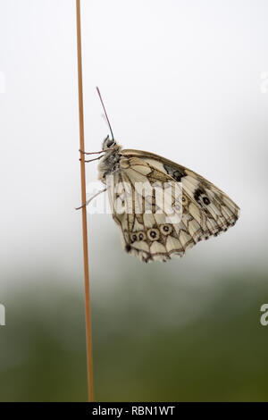 Western marbled white papillon sur tige Banque D'Images