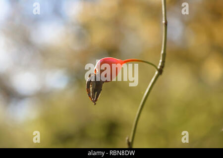 Berry de la rose sauvage au début de l'automne Banque D'Images