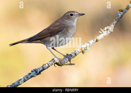 Nightingale, commune(Luscinia megarhynchos), perché sur une branche. Banque D'Images