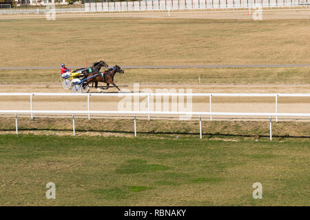 Ploiesti, Roumanie - 07 octobre 2018 : une course de chevaux au trot sur l'Hippodrome en tenue Ploiesti Prahova, Roumanie. Banque D'Images