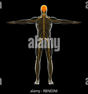 Illustration du système nerveux humain Banque D'Images