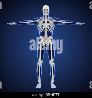 Système squelettique humain Illustration Banque D'Images