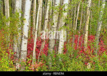 Bois d'Aspen avec canneberges cultivées à la fin de l'été, le parc national Wood Buffalo, Territoires du Nord-Ouest, Canada Banque D'Images