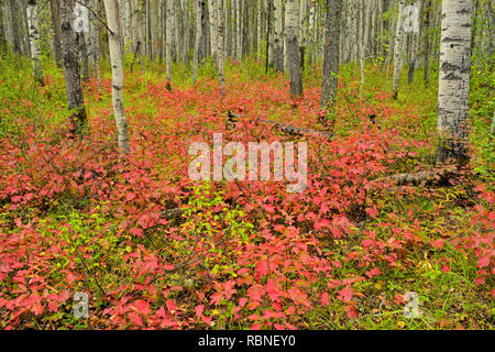 Bois d'Aspen avec canneberges cultivées à la fin de l'été, le parc national Wood Buffalo, Albert, Canada Banque D'Images