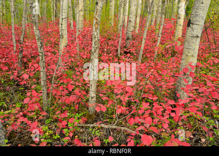 Bois d'Aspen avec canneberges cultivées à la fin de l'été, le parc national Wood Buffalo, Territoires du Nord-Ouest, Canada Banque D'Images