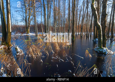 Eaux troubles de la rivière Drwęca, aulnes sur l'eau, Pologne Banque D'Images