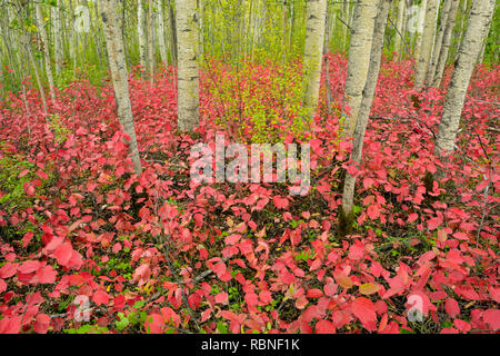 Bois d'Aspen avec canneberges cultivées à la fin de l'été, le parc national Wood Buffalo, Territoires du Nord-Ouest, Canada Banque D'Images