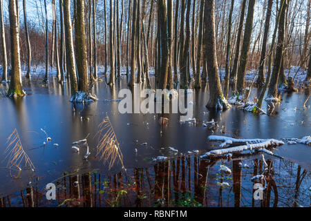 Eaux troubles de la rivière Drwęca, aulnes sur l'eau, Pologne Banque D'Images