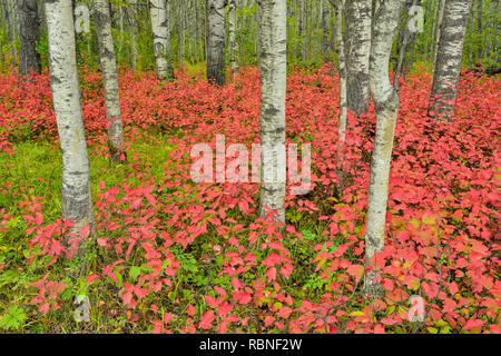 Bois d'Aspen avec canneberges cultivées à la fin de l'été, le parc national Wood Buffalo, Albert, Canada Banque D'Images