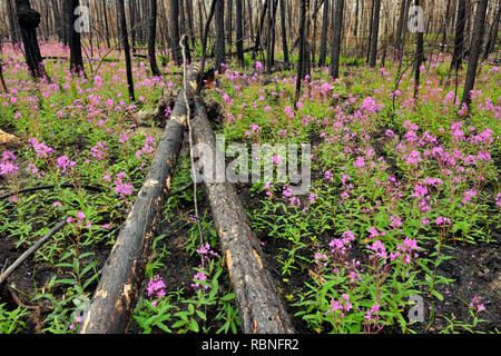 L'épilobe à fleurs et arbres noircis dans une récente zone d'incendie de forêt, le parc national Wood Buffalo, Territoires du Nord-Ouest, Canada Banque D'Images