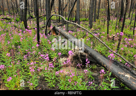 L'épilobe à fleurs et arbres noircis dans une récente zone d'incendie de forêt, le parc national Wood Buffalo, Territoires du Nord-Ouest, Canada Banque D'Images