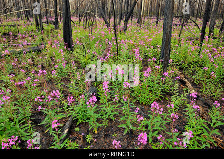 L'épilobe à fleurs et arbres noircis dans une récente zone d'incendie de forêt, le parc national Wood Buffalo, Territoires du Nord-Ouest, Canada Banque D'Images