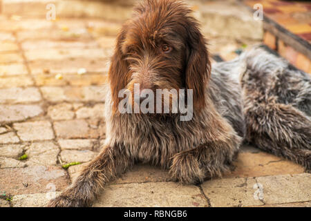 Chien de chasse. Drathaar. Un chien brun, un chien de chasse est un drathaar. Chien adulte brun aux yeux tristes. Banque D'Images