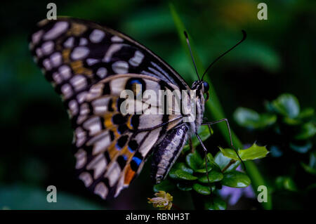 La macro/photo en gros plan d'un papillon sur une plante verte dans un jardin extérieur. Banque D'Images