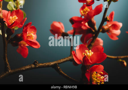 Belle fleur japonaise rose en face de retro fond bleu. Jardin d'Asie avec des cerisiers en fleurs de printemps sur la branche libre. Banque D'Images