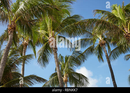 Low Angle View Of Palm Trees Against Blue Sky en Espagne Banque D'Images