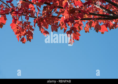 Branche avec feuilles rouges dans le ciel bleu que frame avec spacebirthday Banque D'Images