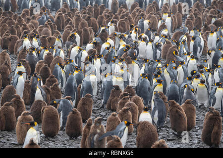 La Géorgie du Sud, Bay of Isles, plaine de Salisbury. Colonie de pingouins roi avec brown poussins. Banque D'Images