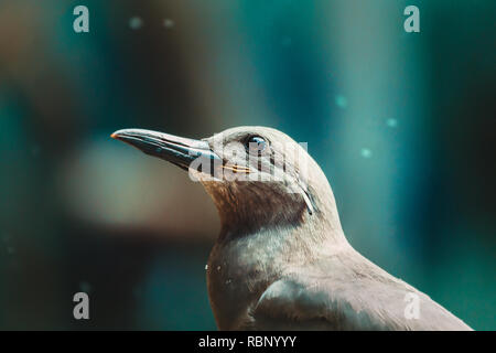 Photo en gros plan d'un petit oiseau gris à un zoo local. Dans l'arrière-plan flou teal, les petites gouttelettes d'eau peut être vu. Banque D'Images