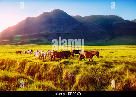 Poney islandais le pâturage dans le pâturage qui est illuminée par le soleil. Scène magnifique et pittoresque. Emplacement Placez l'Islande, l'île peni Snæfellsnes Banque D'Images