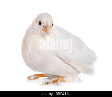 Caille King in front of white background Banque D'Images