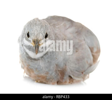 Caille King in front of white background Banque D'Images