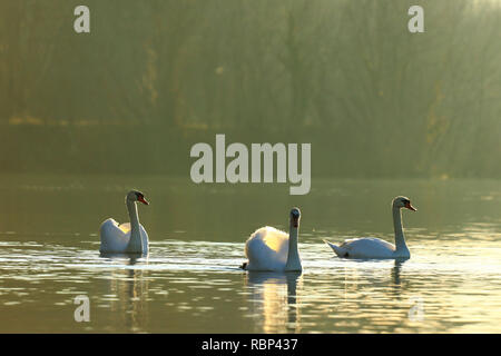 Sur le lac des cygnes dans la lumière du matin Banque D'Images