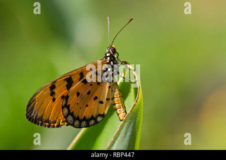 Tawny coster papillon au jardin, Mumbai, Maharashtra, Inde, Asie Banque D'Images