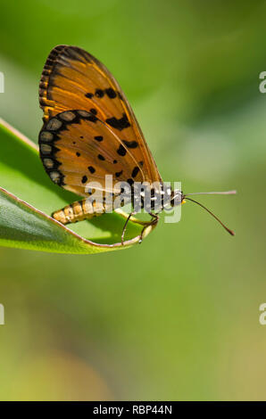 Tawny coster papillon au jardin, Mumbai, Maharashtra, Inde, Asie Banque D'Images