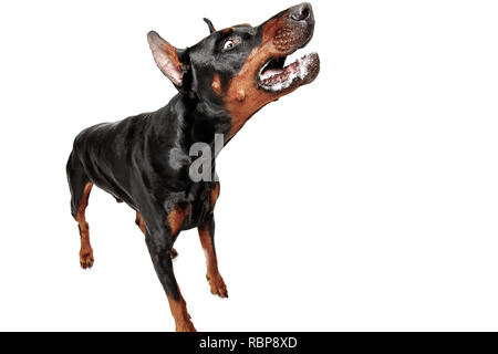 Doberman chien isolé sur fond blanc en studio. Le concept d'animaux Banque D'Images