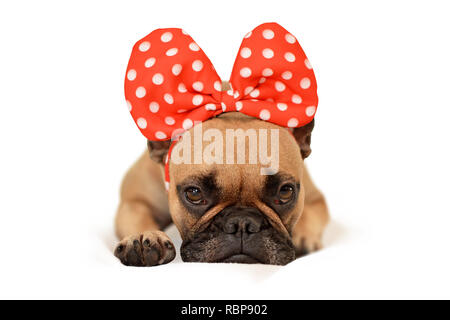 Grognon à la brown chien bouledogue français avec un énorme ruban rouge head lying on floor in front of white background Banque D'Images