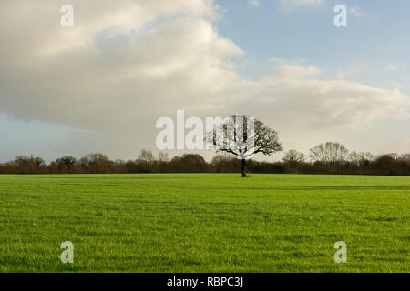 Arbre sans feuilles solitaires dans un champ vert dans le cadre d'un ciel d'hiver en hiver dans la campagne du Cheshire, Royaume-Uni Banque D'Images