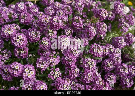 Lobularia maritima purple blossom Banque D'Images
