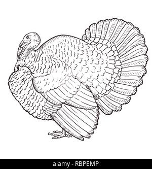 Contour de la Turquie isolé sur le fond blanc, oiseau Illustration de Vecteur