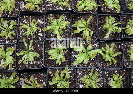Plantes de piège à mouches de Vénus de bébé, Dionaea muscipula, croissant dans la prairie ensoleillée. Banque D'Images