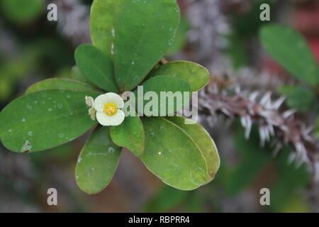 Couronne de Thorns, Euphorbia milii, couronne d'épines, plante du Christ, épine du Christ, ou Corona de Cristo petite fleur jaune poussant dans le pré. Banque D'Images