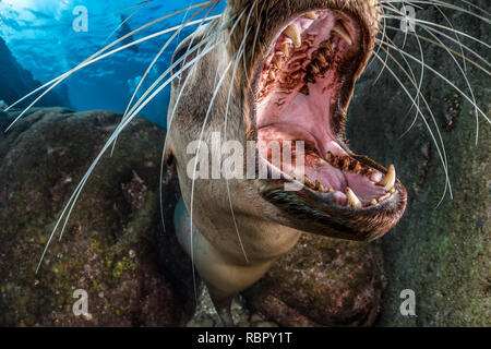 Le lion de mer de Californie avec bouche ouverte Banque D'Images