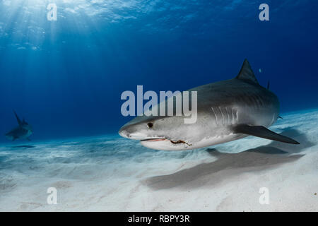 Le requin tigre (Galeocerdo cuvier) sur fond de sable Banque D'Images