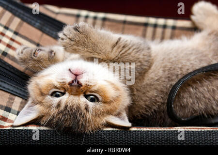 Brown British chaton avec un drôle de museau se trouve à l'envers et s'intéresse à l'appareil photo Banque D'Images