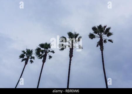 Quatre palmiers sur un fond de ciel couvert, en Californie Banque D'Images